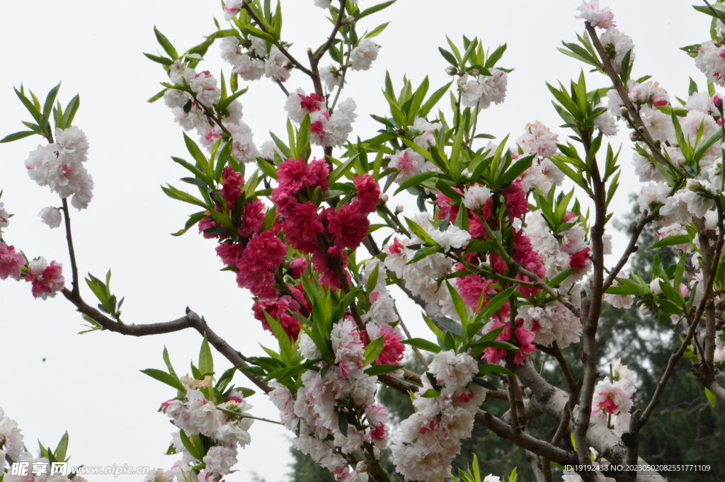 碧桃花 