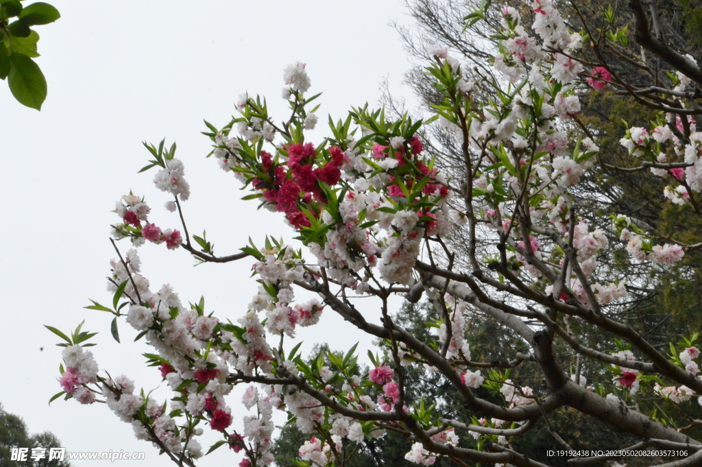 碧桃花
