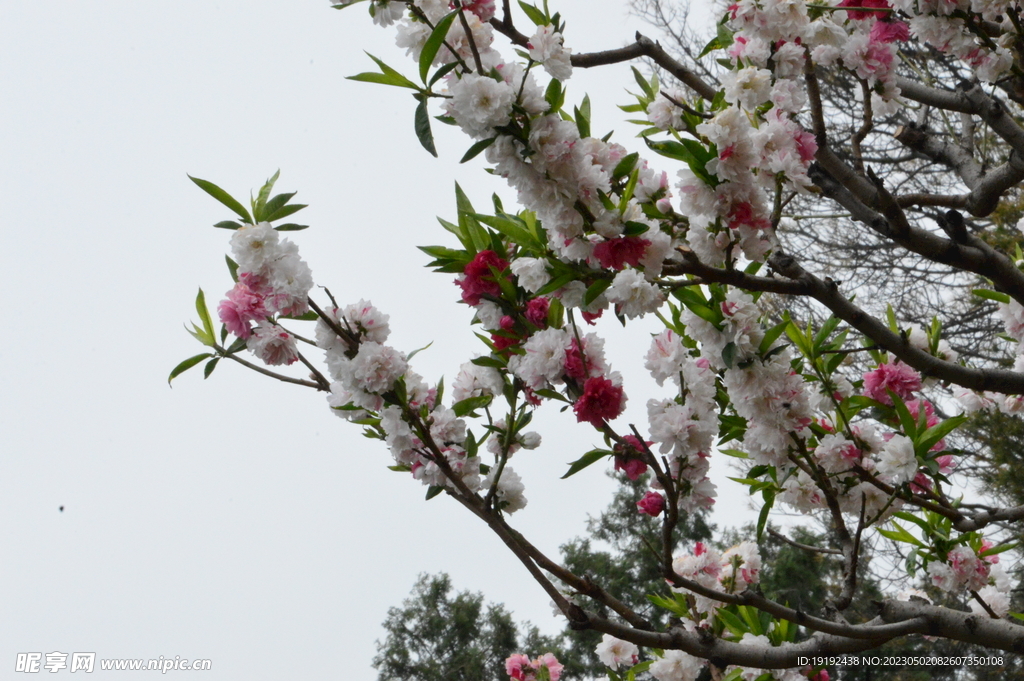 碧桃花