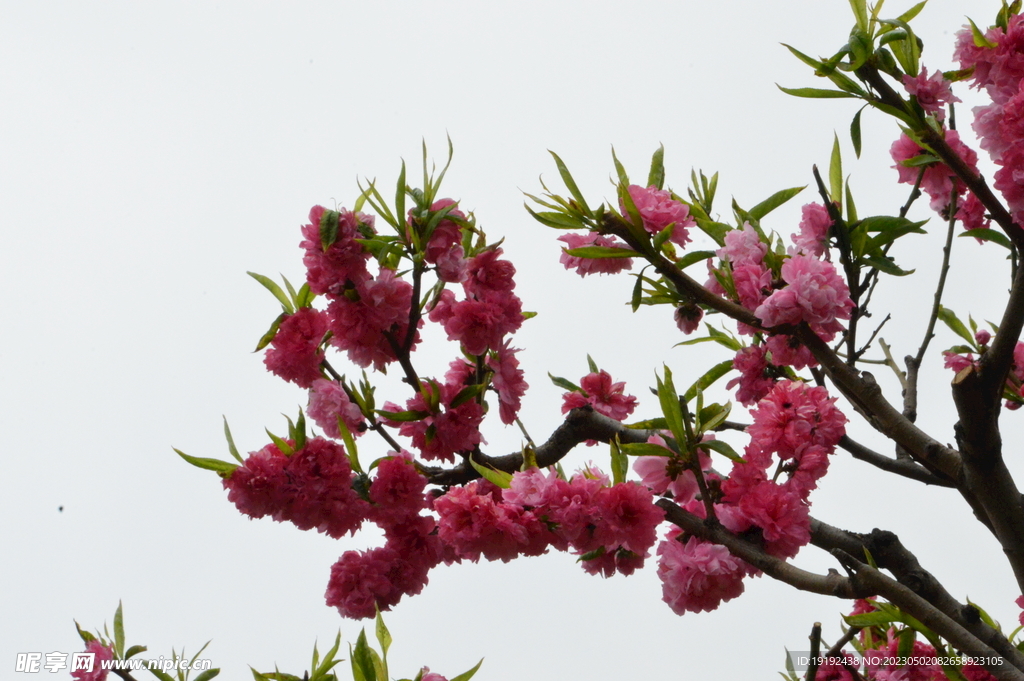 碧桃花 