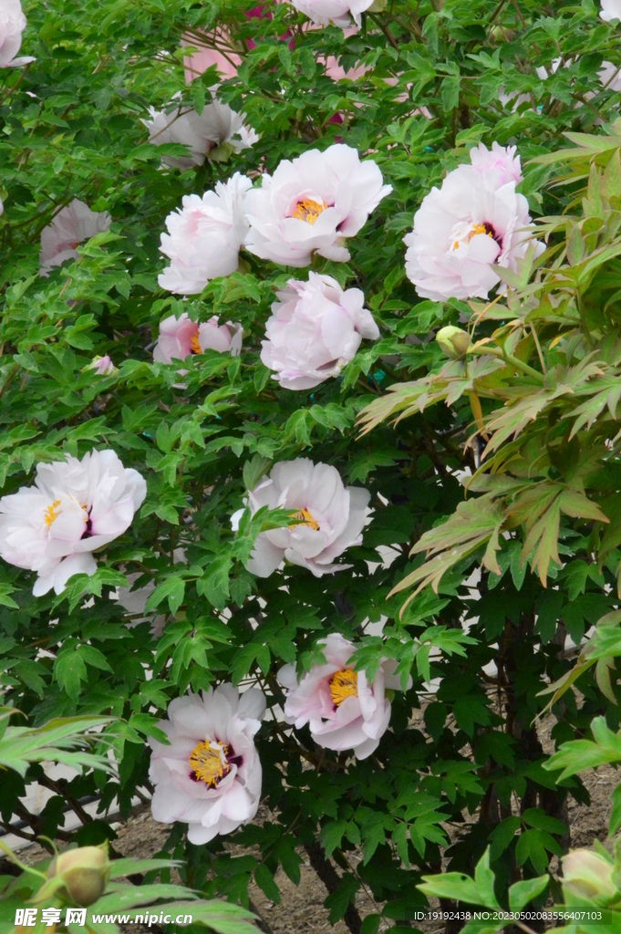 牡丹花 