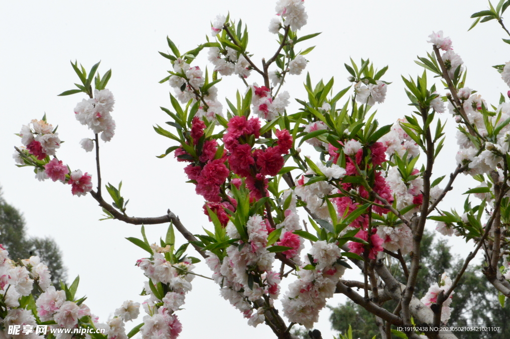 碧桃花 