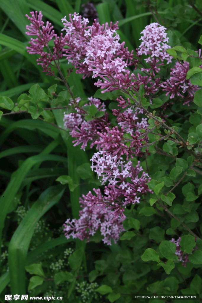 丁香花