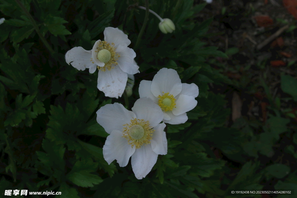 大花银莲花