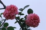 月季花 