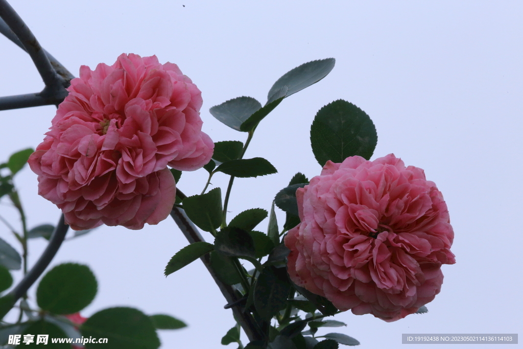 月季花 