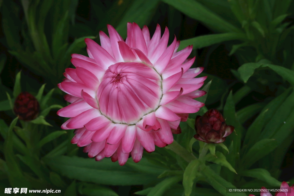 蜡菊 