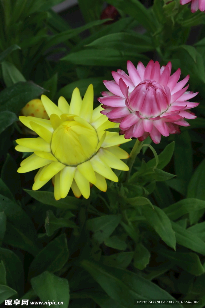 蜡菊 