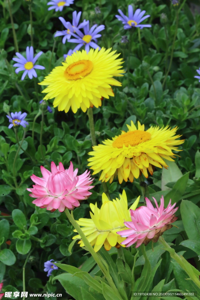蜡菊 