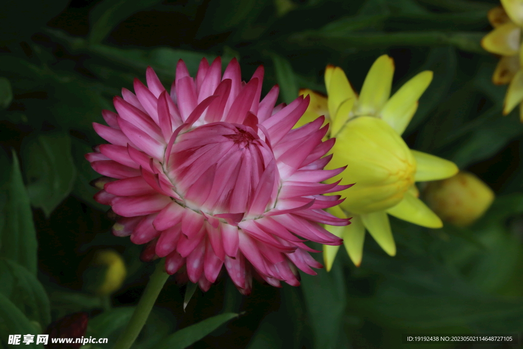 蜡菊 