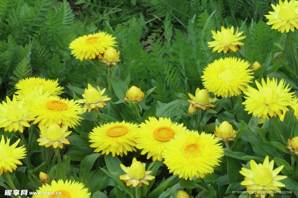 蜡菊