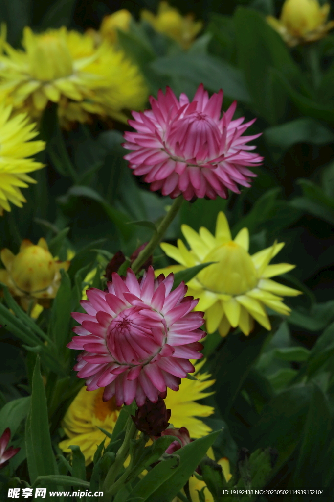 蜡菊