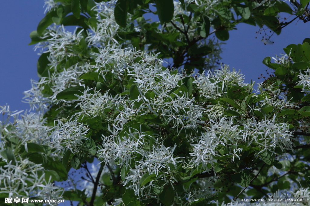 流苏树花