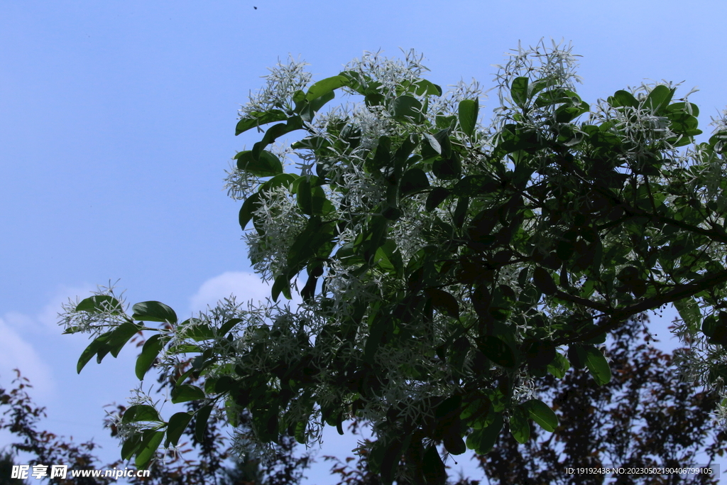 流苏树花 