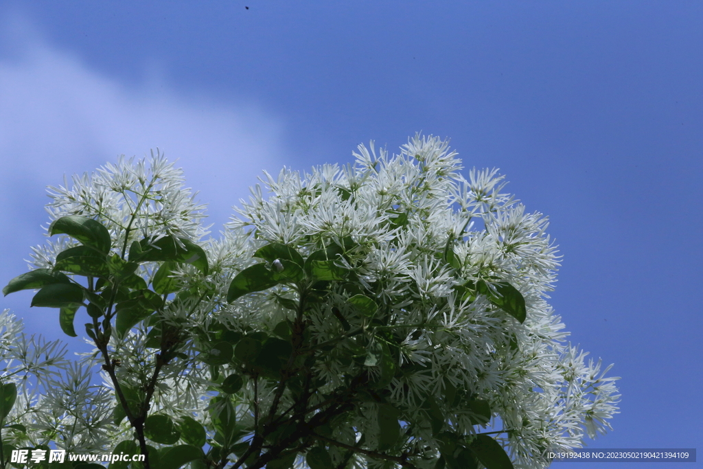 流苏树花 