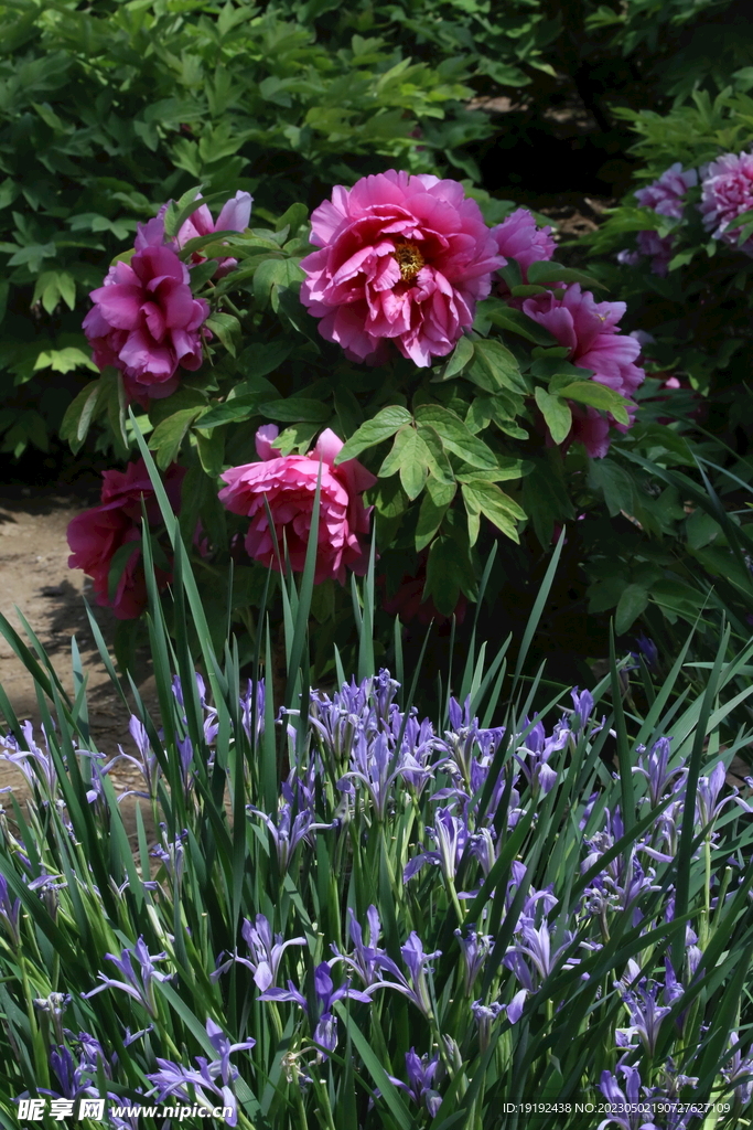 牡丹花 