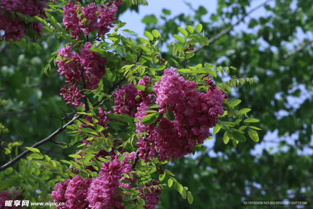 紫槐花 