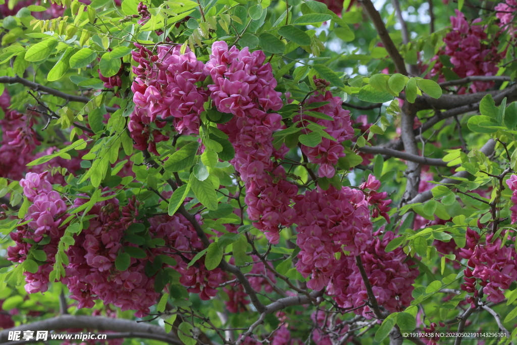 紫槐花