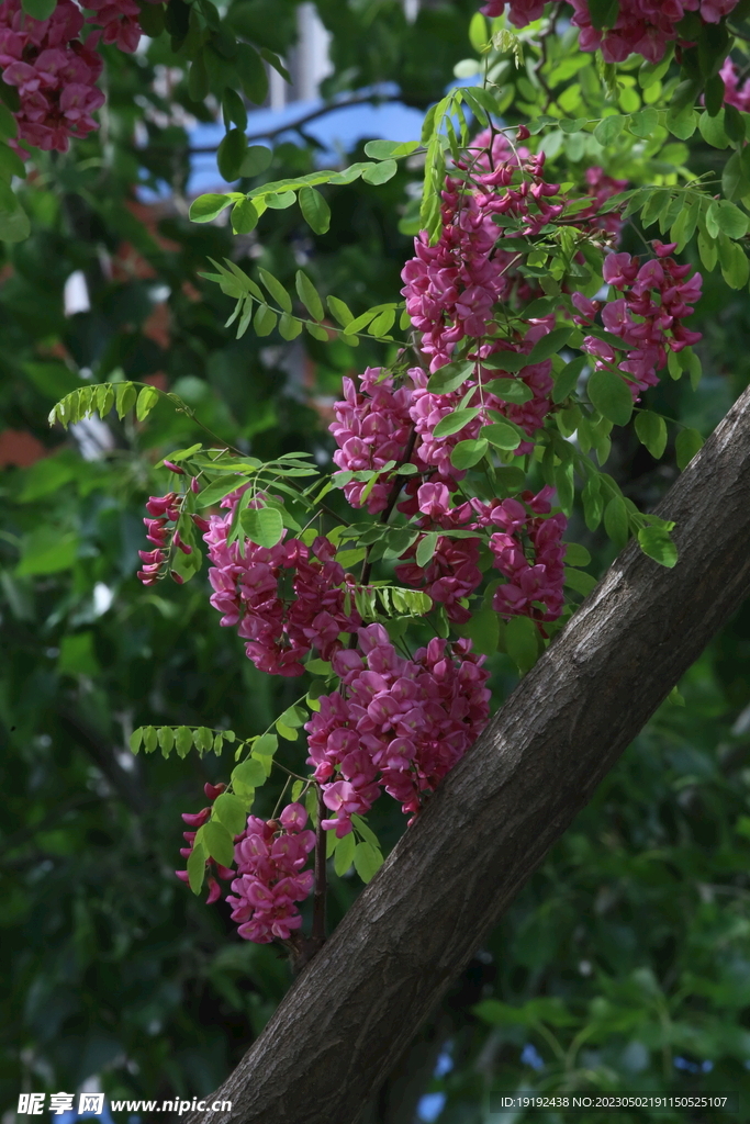 紫槐花 