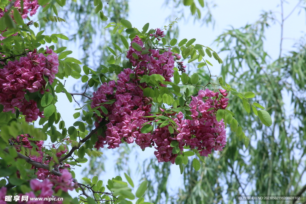 紫槐花 