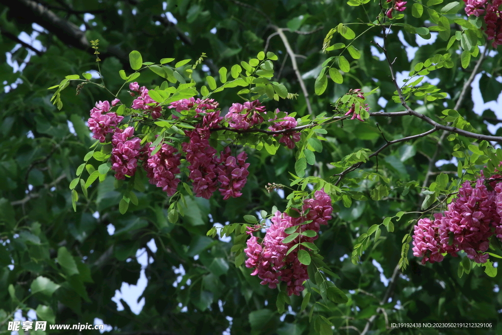 紫槐花 