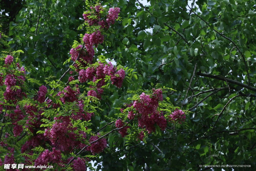 紫槐花 