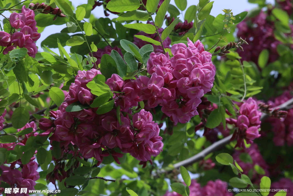 紫槐花 