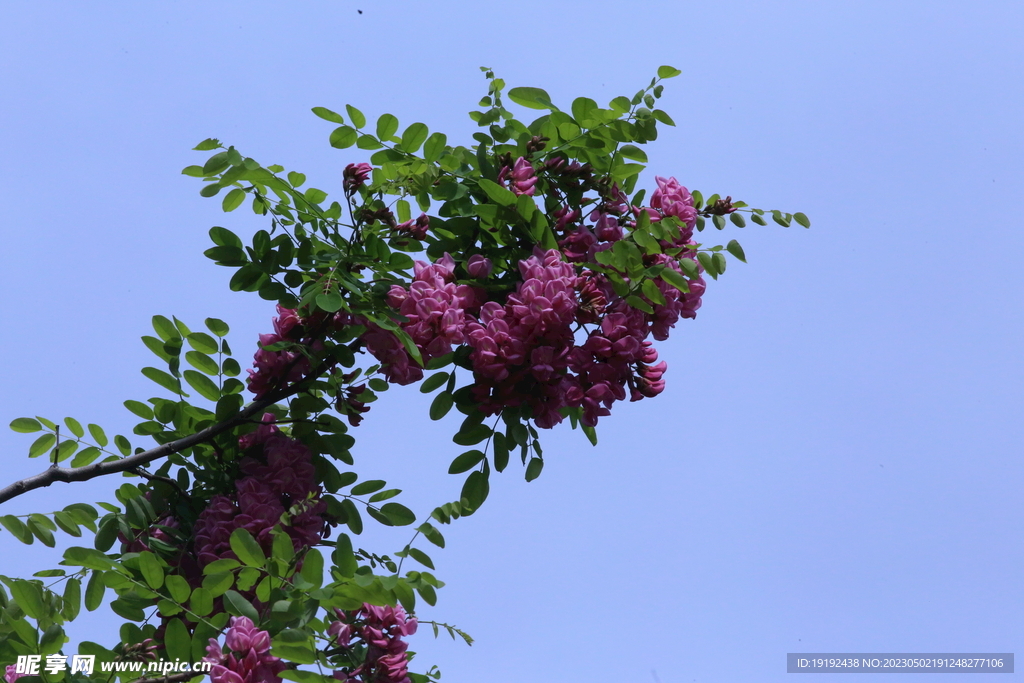 紫槐花 