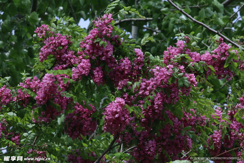 紫槐花 