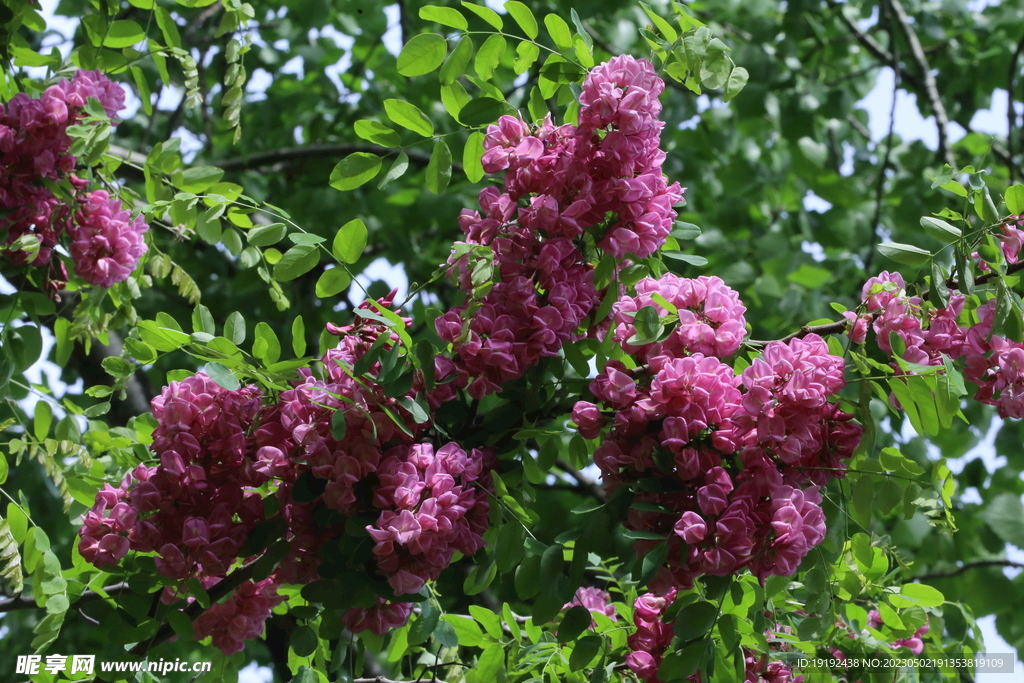 紫槐花 