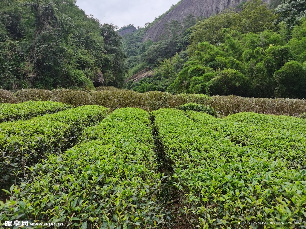 种茶