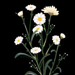 小雏菊