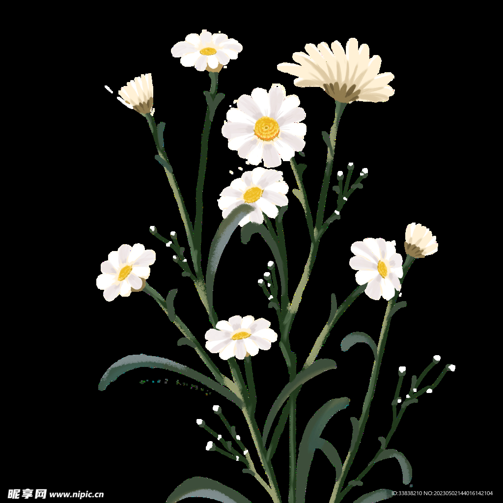 小雏菊