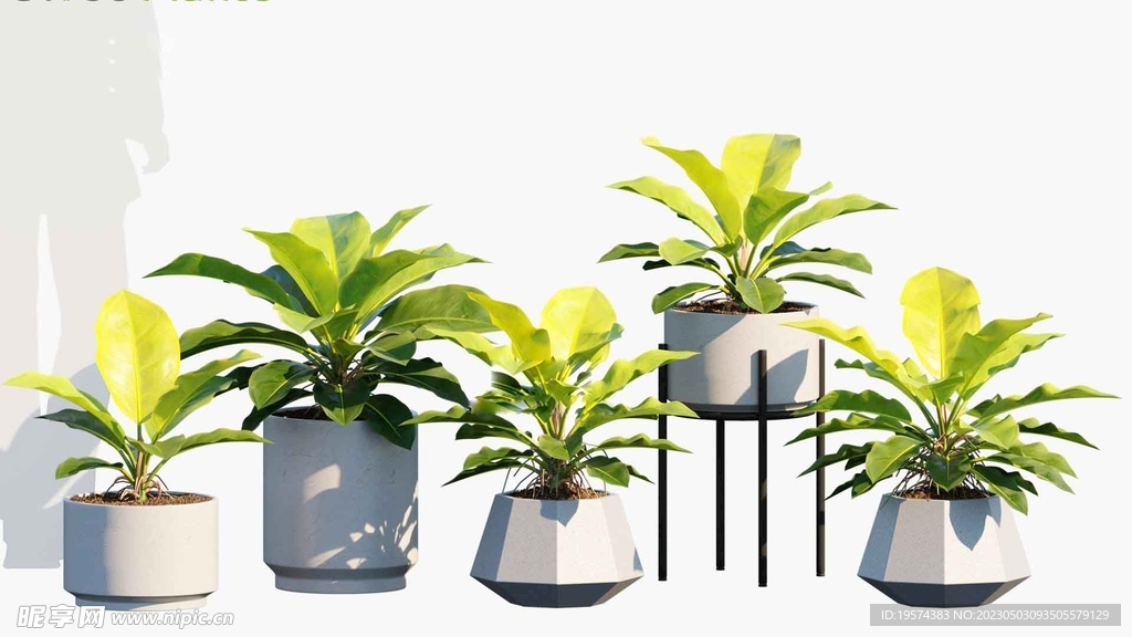 C4D模型 绿色植物 