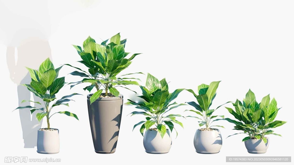 C4D模型 绿色植物  
