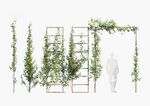 C4D模型 绿色植物  