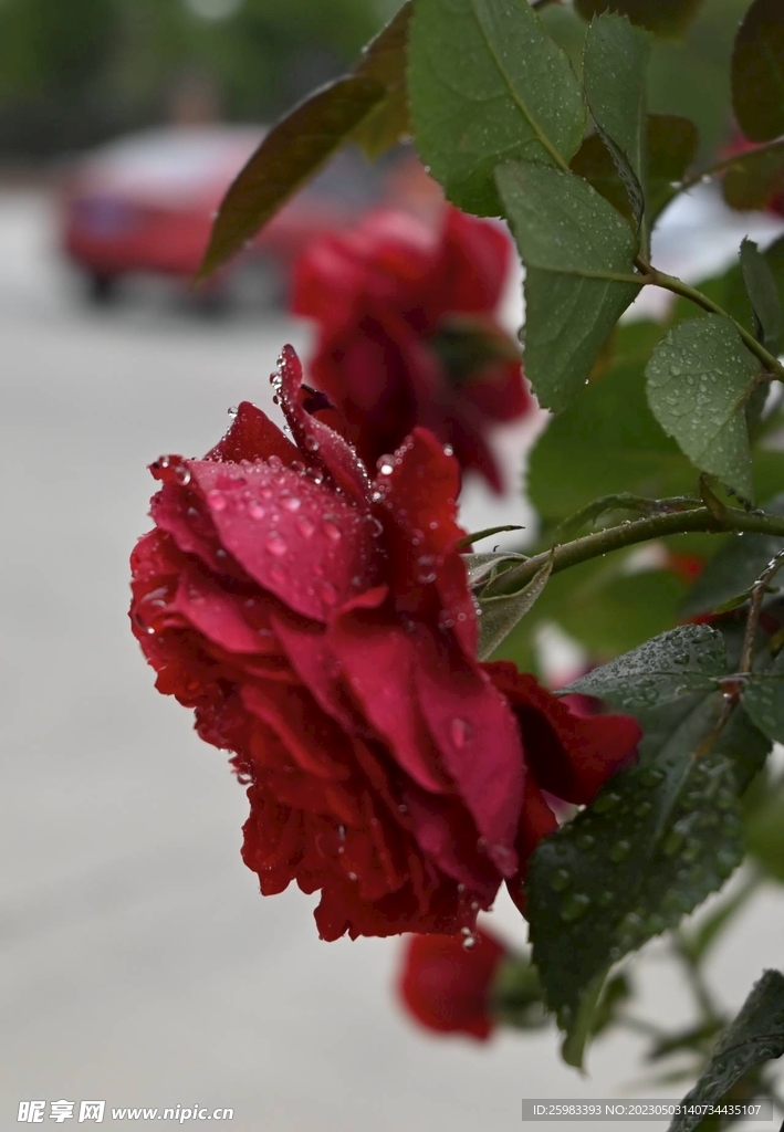 鲜花