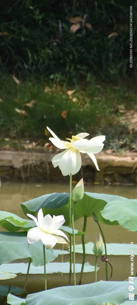 荷花