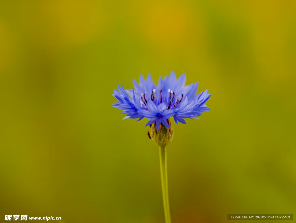 野菊花