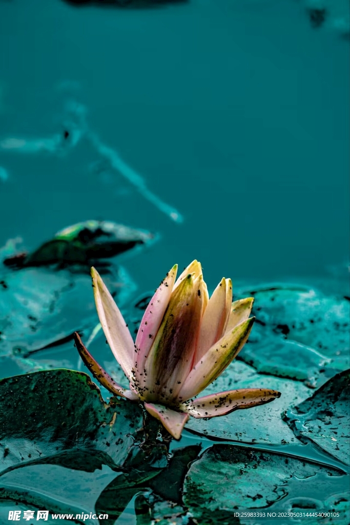 莲花盛开