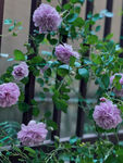 月季花