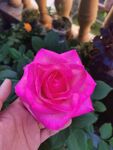 月季花