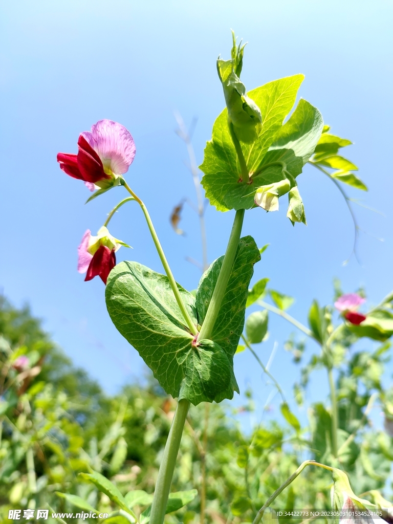 豌豆花