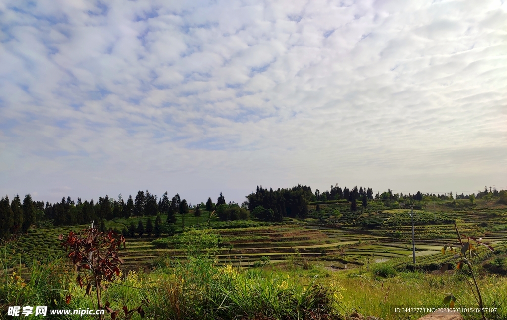 田野