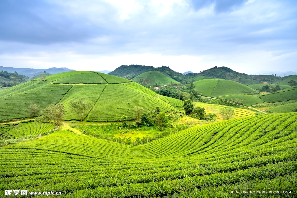 翠绿茶山