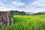 绿油油的稻田