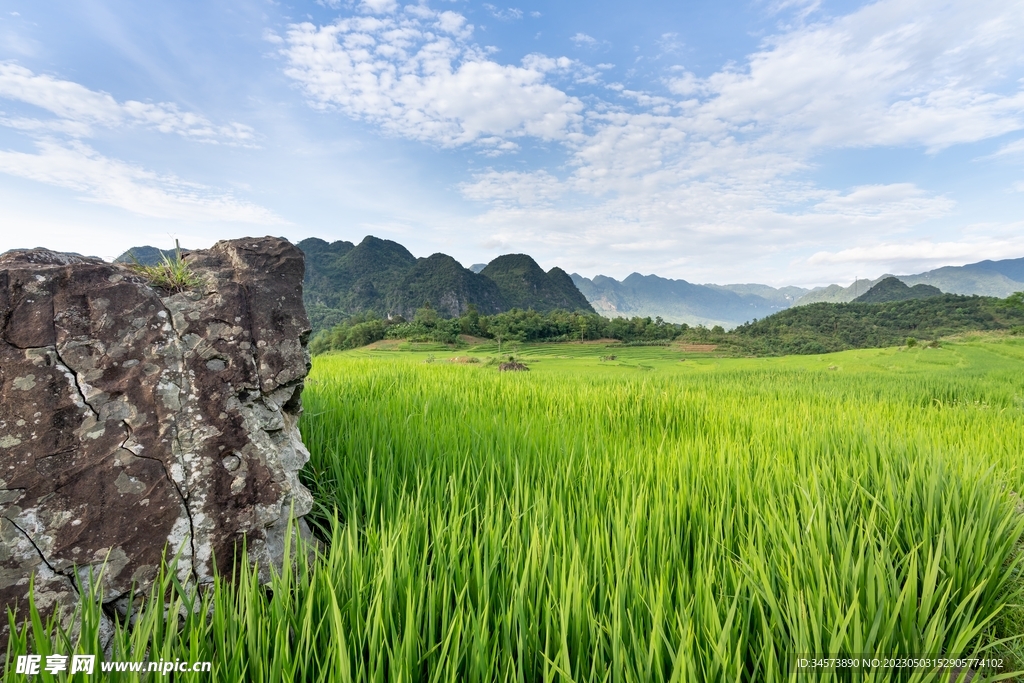 绿油油的稻田