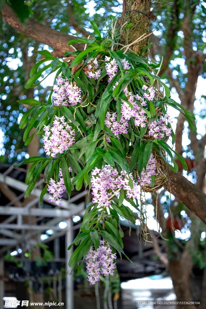 树上野花