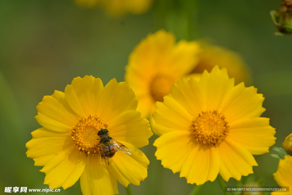 小蜜蜂与花朵