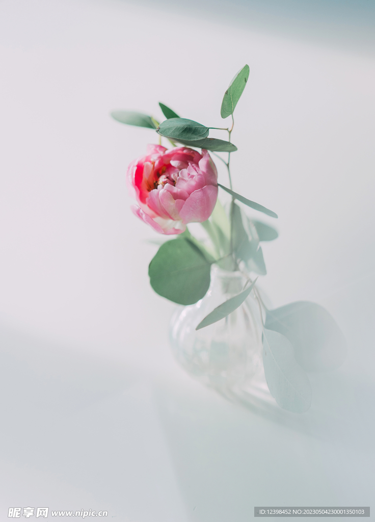 玫瑰花